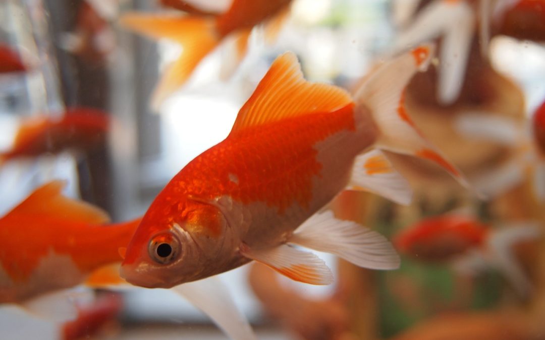 Pourquoi choisir des poissons rouges comme animaux de compagnie ?
