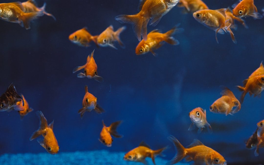 Les bases de l’alimentation des poissons rouges : types de nourriture, fréquence et quantité