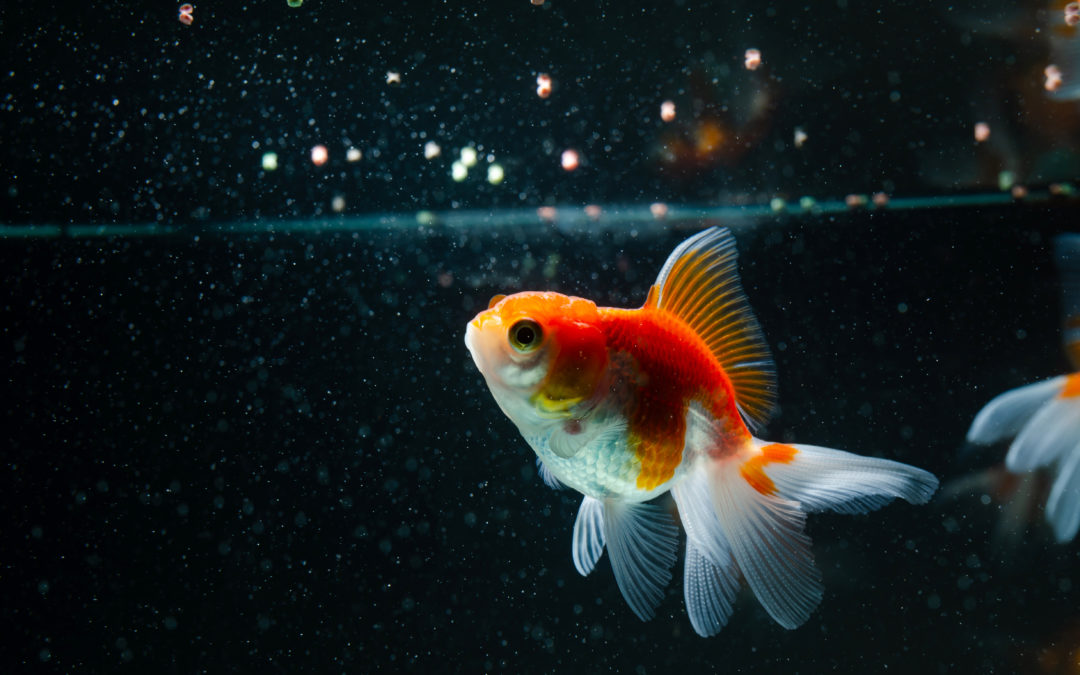 Est-ce que un poisson rouge peut vivre seul ?