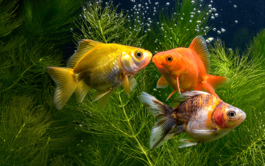 Comment les poissons rouges se reproduisent ?