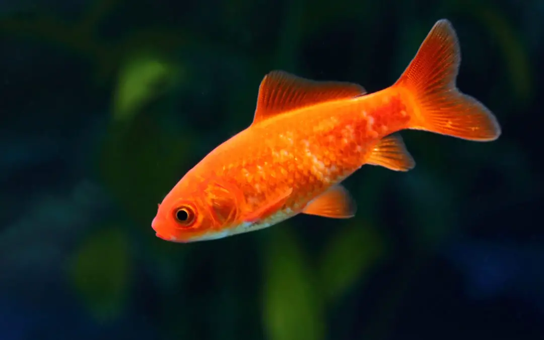 Quand les poisson rouge se reproduisent ?