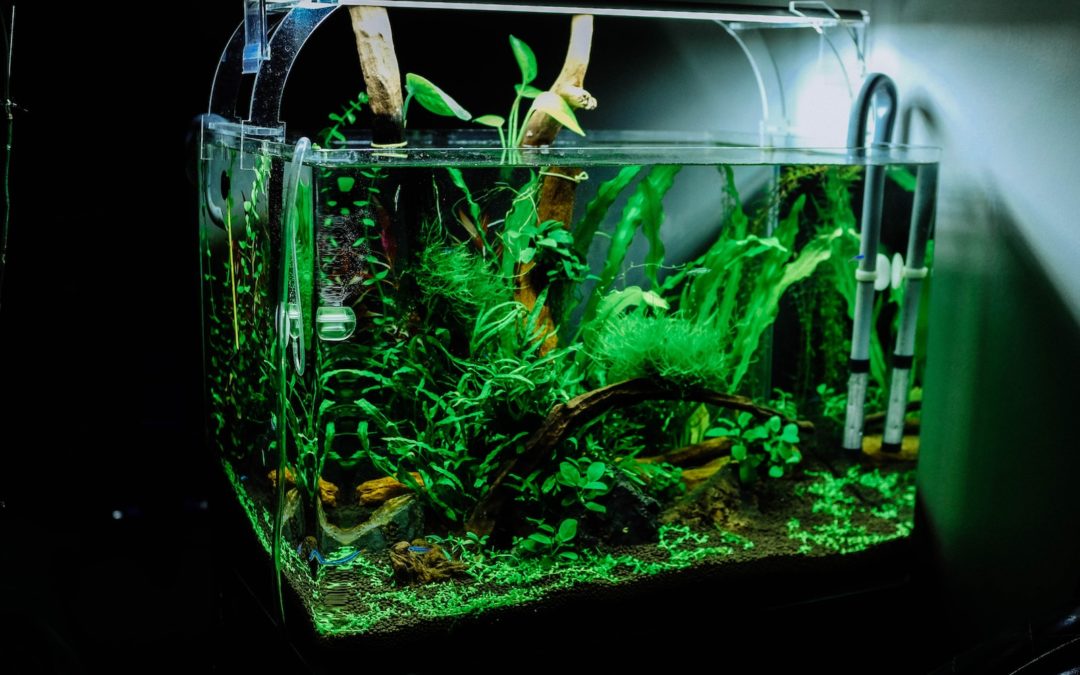 Préparer le substrat, les plantes et les décorations appropriées pour votre aquarium