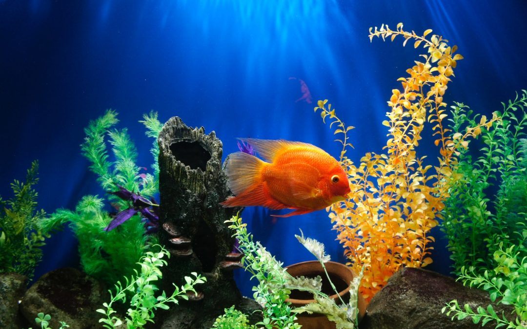 Nettoyer l’aquarium des poissons rouges : Conseils pour un environnement sain