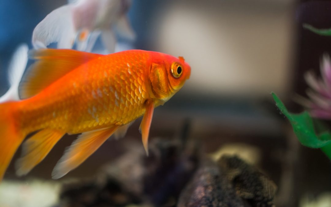 Savoir quand un poisson rouge est heureux : les signes à surveiller