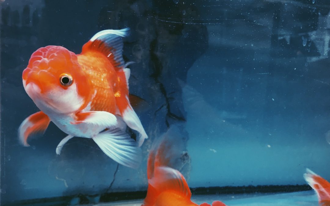 Quand un poisson rouge devient blanc, que faire ?