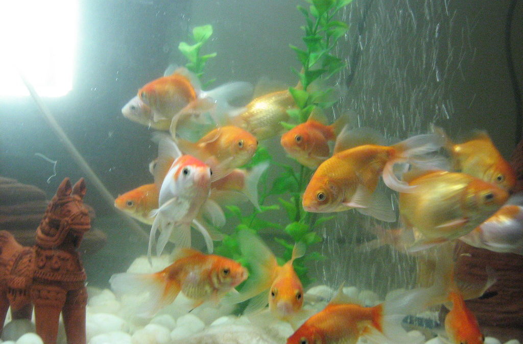 Techniques d’alimentation avancées pour favoriser la santé et la croissance des poissons rouges