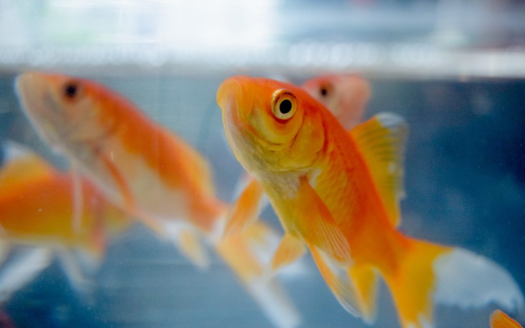 Quand mettre un poisson rouge dans son aquarium ?
